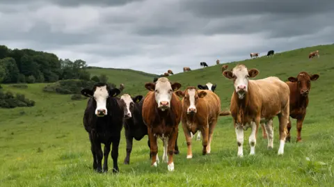 A herd of cattle in a green field, under a grey sky
