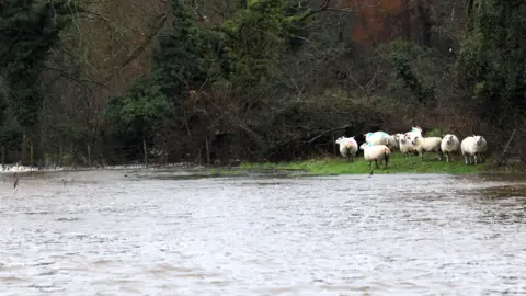 Sheep in a field flooded with water. They are standing on a tiny patch of grass by the edge of the water