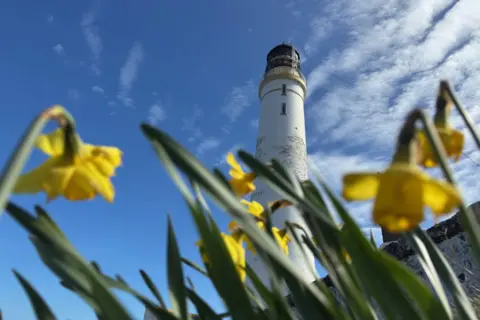 Magnus Wake A white lighthouse under a blue sky, with yellow daffodils in the foreground.