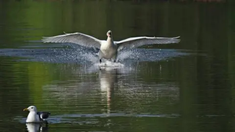 Eileen Martin A swan lands on a calm lake with wings outstretched, causing splashes, while a seagull floats nearby. Dense green foliage reflects on the water.