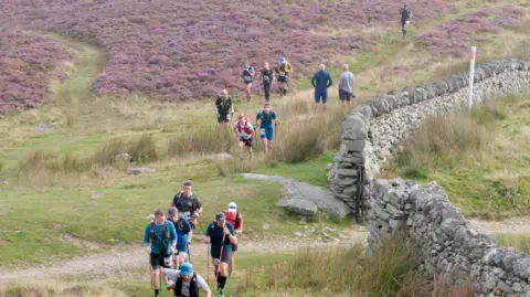 Ultra marathon runners racing in the Dragon's Back Race in Wales. There is purple heather on the hill and a dry stone wall to the right. 