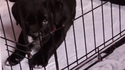 Sharon Duffy Kingsley pictured as a puppy lying on white blankets in his black crate. He is a cane corso cross and has black fur.