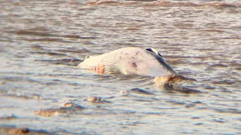 A whale laying on its side in the water next to wooden posts.
