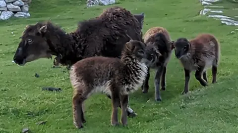 A ewe and her lambs in Village Bay, St Kilda. The animals have brown fleeces and are standing in an area of short grass.