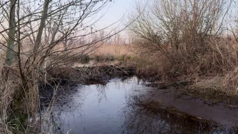 A large beaver dam, three to four feet high and around fifteen foot across stands on a stream in reeds.