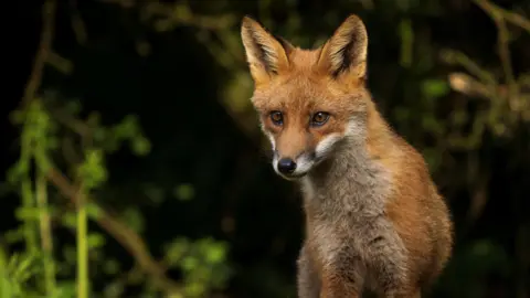 Getty Images A fox in a forest.