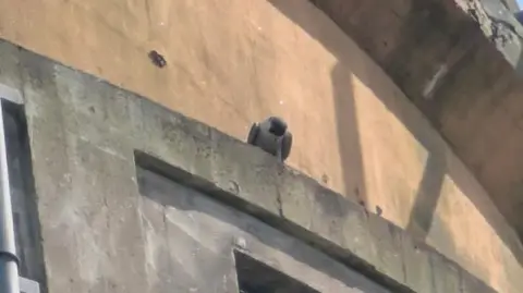 Jenna Beech A close-up image of a peregrine falcon perched on top of a concrete structure. 
