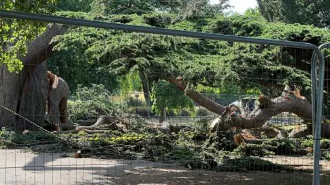  A tree that has partially fallen with a fence around it. Branches are the ground, partially covering a pavement