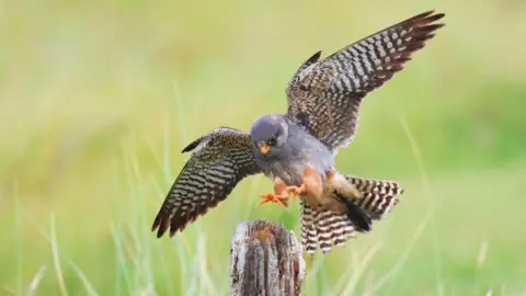 Adrian Plumb A bird of prey is captured mid-flight as it descends toward a weathered wooden post. Its wings are fully spread, showing striking black-and-white patterned feathers, while the soft green background keeps the focus on the bird's movement and detail.