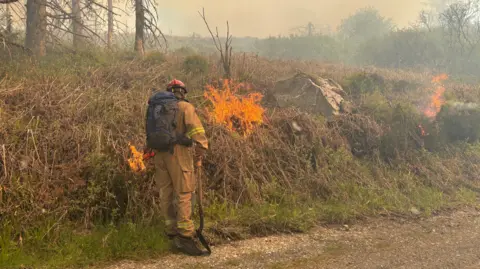 A firefighter stands on a path spraying gorse which is partly on fire. There are trees in the background.