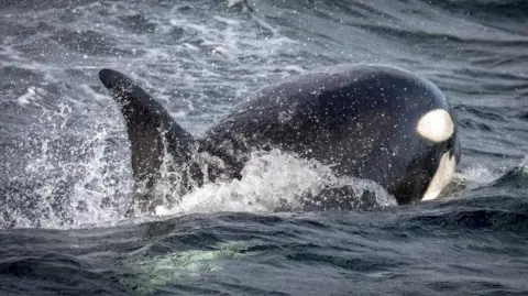 Richard Lumb A killer whale is rising out of the water dominating the whole picture in dark choppy seas.