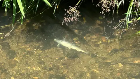 A dead fish in a river. The fish is clearly visible and is surrounded by rocks and pebbles with greenery hanging above the water.