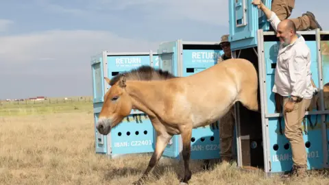 Václav Šilha/Το άλογο του ζωολογικού κήπου της Πράγας Przewalski επιστρέφει στις πεδιάδες του Καζακστάν