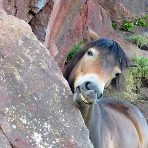 Sylvia Beaumont A smiling pony