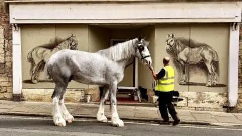 Grey shire horse with white legs stood in front of a boarded up shop with a drawing on either side of the door of a shire horse