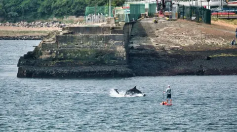 Richard R Clark Two dolphins frolicking in the water with a paddleboarder looking on. They are in the water in front of a the end of a large concrete pier or jetty, with metal railings.