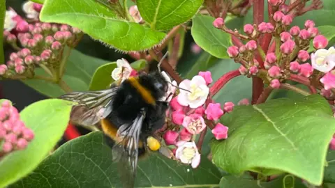 Dannyg43 A black and yellow bumblebee sits on top of a pink and white flower surrounded by green leaves. 