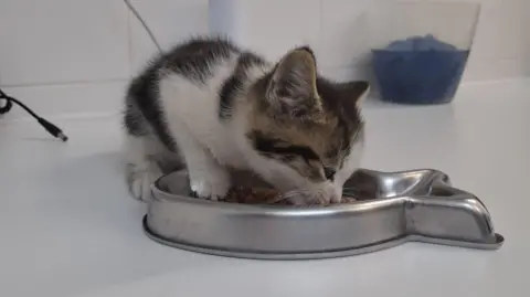 Village Vet Whittlesford The kitten eating food out of a fish-shaped silver bowl on a white clean worktop