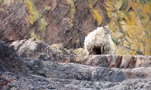 Peter Jolly Northpix A sheep stands on rocks at the foot of a cliff. Its fleece is very long and overgrown 
