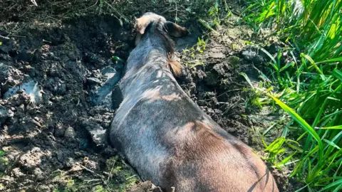 Supplied A donkey stuck in a muddy pond.