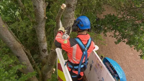 A worker wearing a blue helmet and harness high above the ground cuts a tree branch using a chainsaw