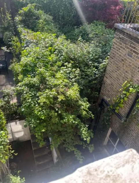 LDRS Overgrown rear garden filled with dense shrubs and climbing plants, spilling over paths and growing close to brick buildings on either side.