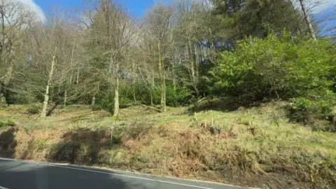 A grassy bank with a few trees on it alongside the road at Glen Helen.