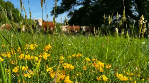 A close-in shot of yellow trefoil flowers growing among grassland near Bath
