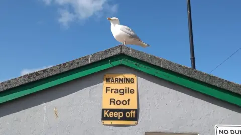 Andrew Segal A seagull sitting on a roof in with a sign that says: "Warning. Fragile Roof. Keep off"