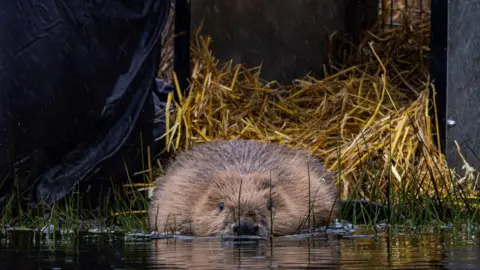 A beaver near some hay about to swim into some water, its fur is brown and slightly wet.