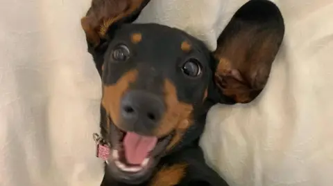 Valerie the miniature dachshund 