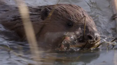 A beaver is shown swimming through shallow water, its wet brown fur glistening as it pushes forward among thin reeds. Its nose and whiskers sit just above the surface. Ripples spread around the animal as it moves through the calm water, with stems of reeds partially obscuring the foreground.