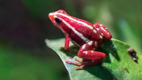 What is the dart frog toxin al