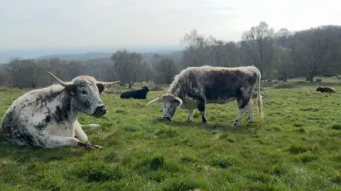 Several cows sitting or grazing in Beacon Hill Country Park in Leicestershire, with trees in the background.