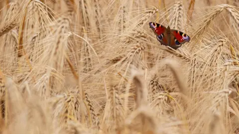 BBC Weather Watcher/Craig Rich A peacock butterfly is pictured resting on a head of barley. Nothing else can be seen in the image but the butterfly and the barley.
