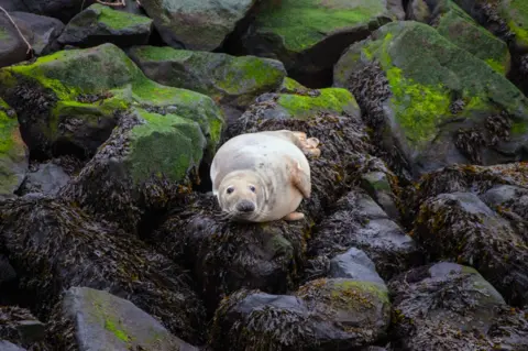 Steve Kelly Tan coloured seal lying on large moss and seaweed covered rocks