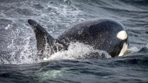 An orca is surfacing from the water with his head away from the shot and his fin closest towards the camera. The water is black and swirling.