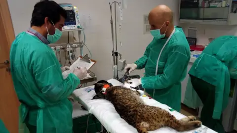 BBC/António Fernandes Seekor lynx tergeletak di tempat tidur di sebuah klinik di Silves