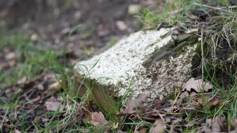 A close-up view of what appears to be a piece of masonry with white paint on it on a grassy bank, partly covered by earth and vegetation