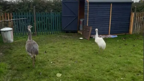 Andrew Collington A grey rhea and a white rhea on grass in a garden, which has a green fence and a blue shed.