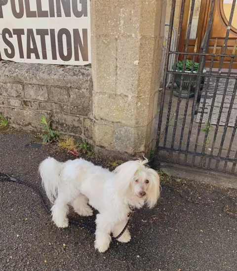 @yoshineale via PA Media Yoshi, a 13-year-old Chinese Crested Powderpuff, outside a polling station in Rothwell