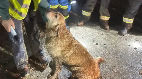 Uska, a golden Labrador, is sat on a road surrounded by people wearing hi-viz vests. She looks muddy and wet after being lost in the fog for two hours. 