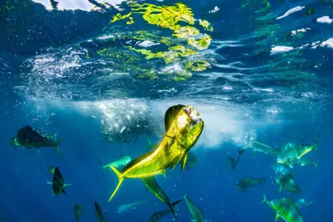 Manuel Castellanos Raboso A triumphant mahimahi, or common dolphinfish, proudly displays its catch amidst a feeding frenzy in Baja California Sur, Mexico
