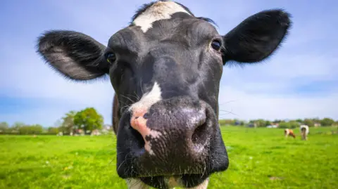 A black and white cow standing in a field on green grass