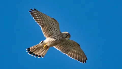 MANXSCENES Kestrel in flight