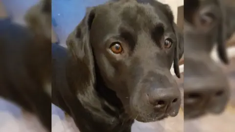 Denise Mariner-Chappell Ted, a Labrador, stares to the right