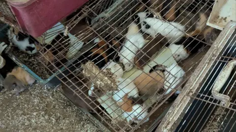 RSPCA Several cat cages stacked on a dirty floor with one full of guinea pigs with white brown and black patches