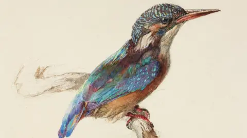 Ashmolean Museum John Ruskin (1819-1900), Study of a Kingfisher, with dominant Reference to Colour