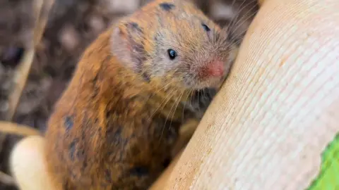 Ian Phillips A short-tailed vole is seen close up climbing on what appears to be a gloved hand with ground foliage seen in the background.