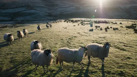 Getty Images Sheep